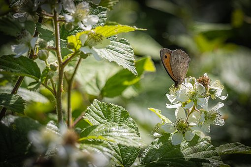 Free Butterfly Naturemacro photo and picture