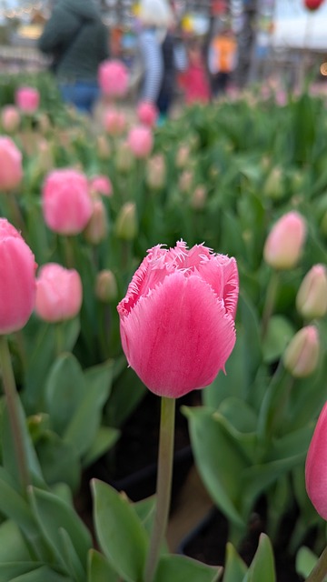 Free Nature Bloom photo and picture