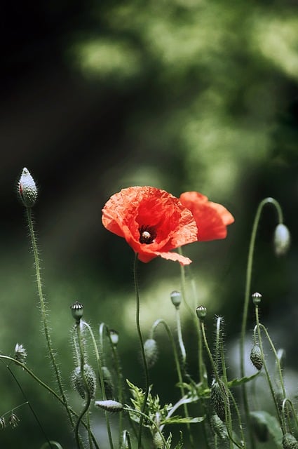 Bloemen, Klaprozen, Gras, Bloem Behang