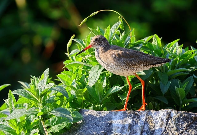 Free Bird Animal photo and picture