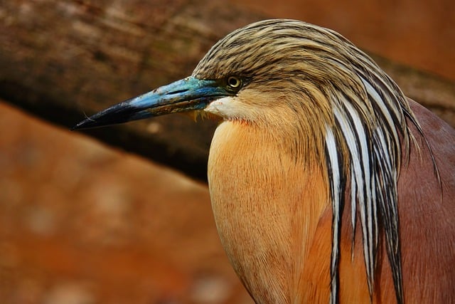 Free Bird Fauna photo and picture