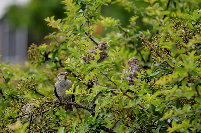 Download free HD stock image of Sparrow Nature Free Sparrow Nature photo and picture