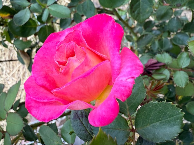 Free Rose Bloom photo and picture