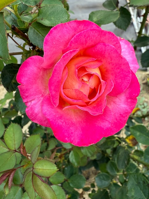 Free Rose Bloom photo and picture