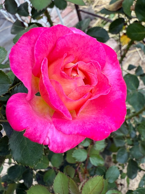 Free Rose Bloom photo and picture
