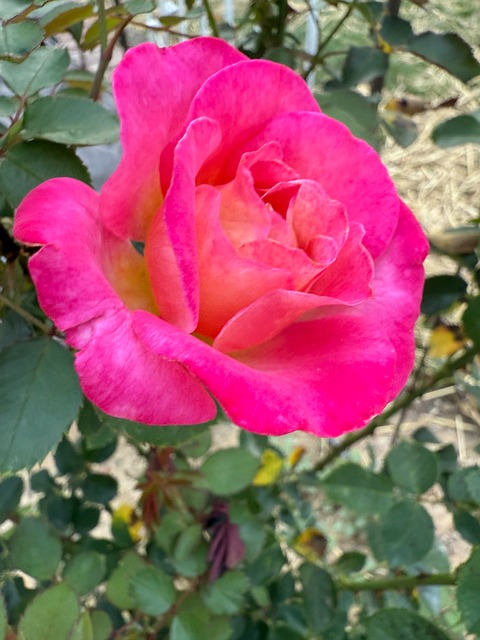 Free Rose Bloom photo and picture