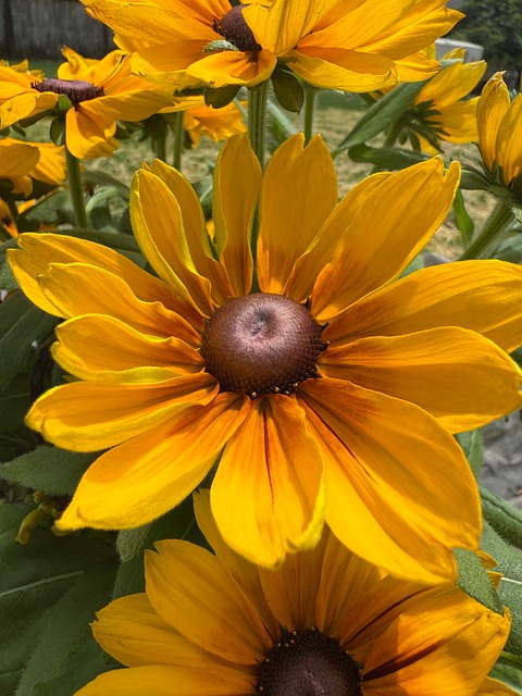 Free Flower Bloom photo and picture