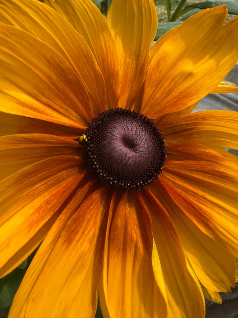 Free Flower Bloom photo and picture