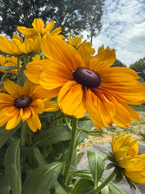 Free Flower Bloom photo and picture