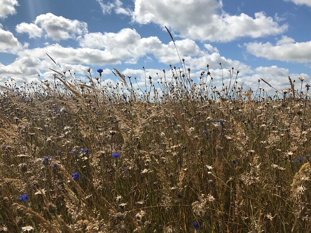 Free Summer Grasses photo and picture