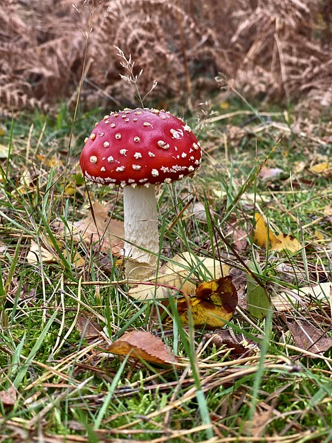 Free Toadstool Mushroom photo and picture