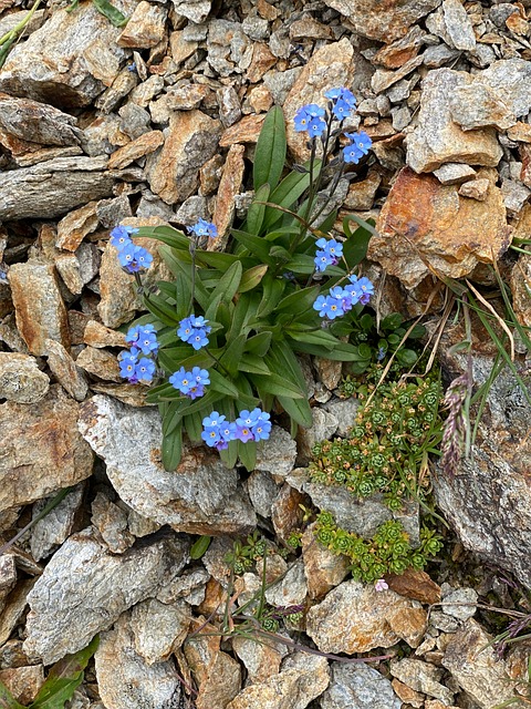 Free Forget Me Not Nature photo and picture
