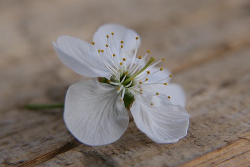 Blume, Getreide, Flora, Natur, Feder