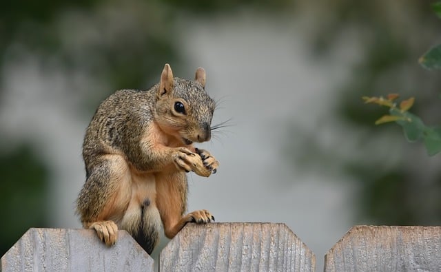Free Squirrel Fox Squirrel photo and picture