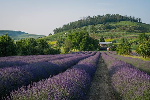Lavender field, landscape, beautiful flowers and field — photo by Couleur