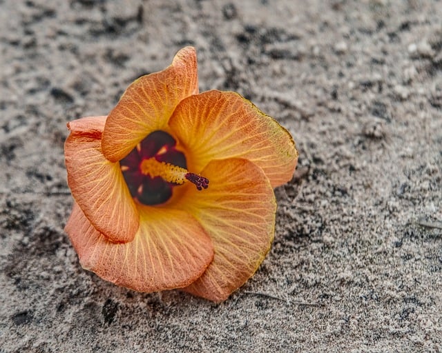 Hibisco, Flores Podridas, Playa De Arena