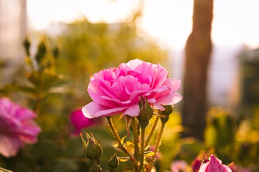 Rose, Lyserød, Sommer, Have, Duft