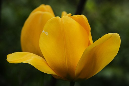 Free Flower Plant photo and picture