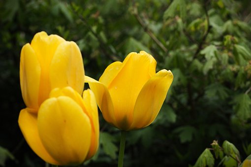Free Plant Nature photo and picture