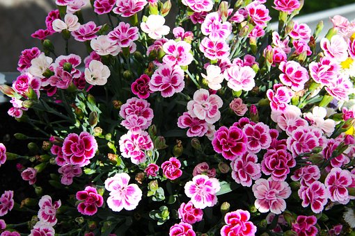 Free Plant Hd Wallpaper photo and picture