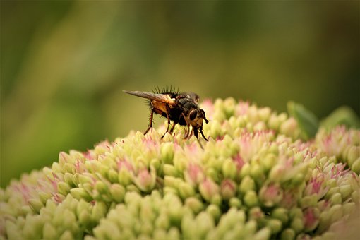 Free Insect Fly photo and picture