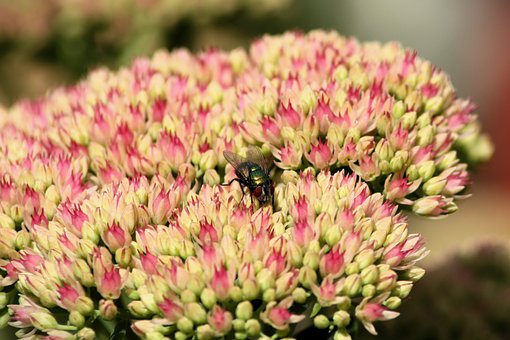 Free Insect Fly photo and picture