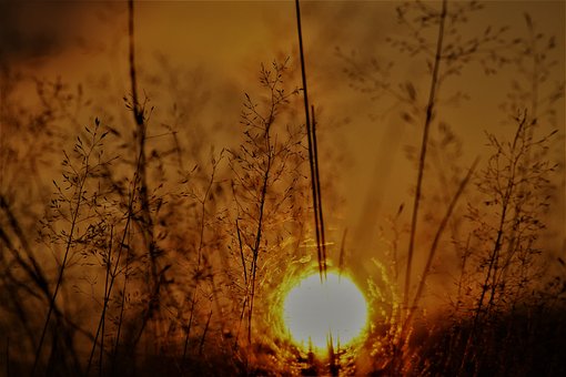 Free Sun Field photo and picture