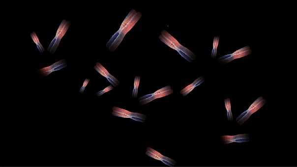 Chromosomen, Cellenbiologie