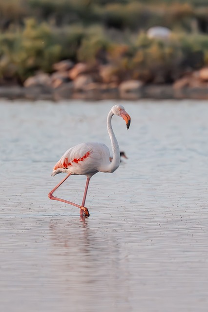 Mallorca, Flamingo, Natur, Vögel