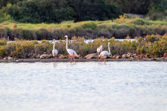 Flamingos, Natur, Kochsalzlösung, Wasser