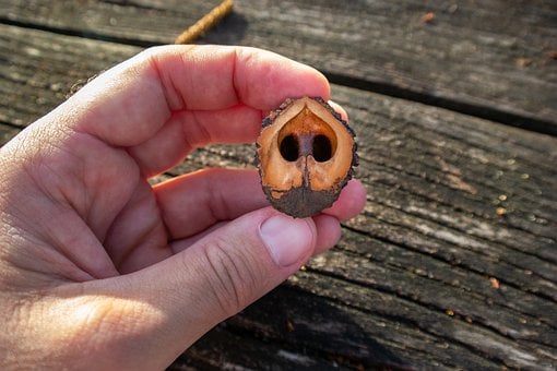 Cáscara De Nuez, Nueces, Comida