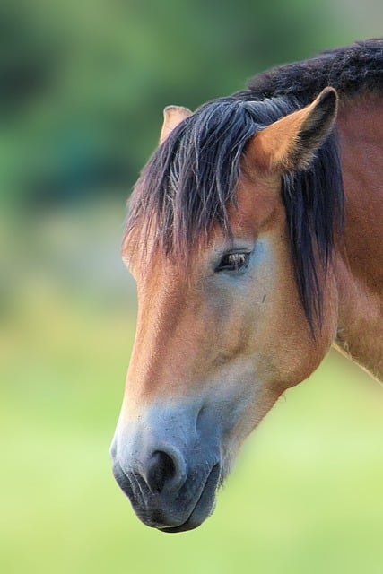 Free Horse Cold Blooded Animals photo and picture