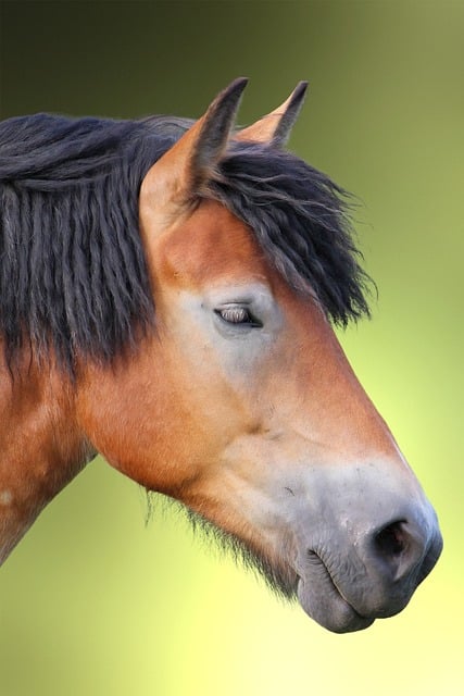 Free Horse Cold Blooded Animals photo and picture