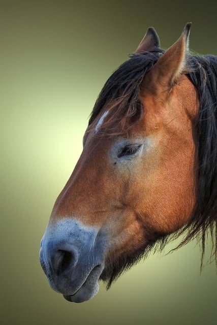 Free Horse Cold Blooded Animals photo and picture