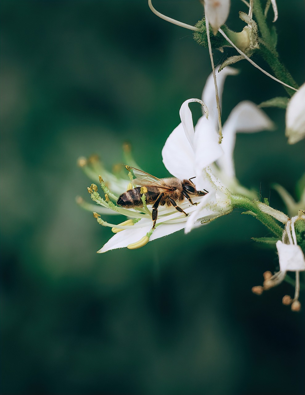 Insect Floral Wallpaper Wings - Free photo on Pixabay