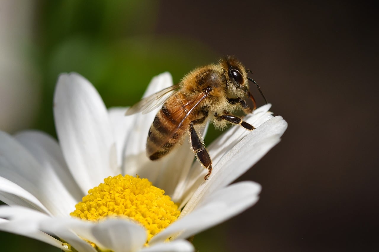 Bee Insect Macro - Free photo on Pixabay