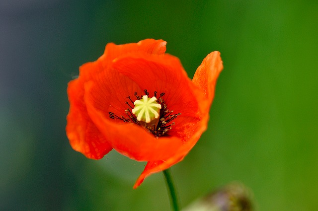 Free Poppy Flower Wallpaper photo and picture