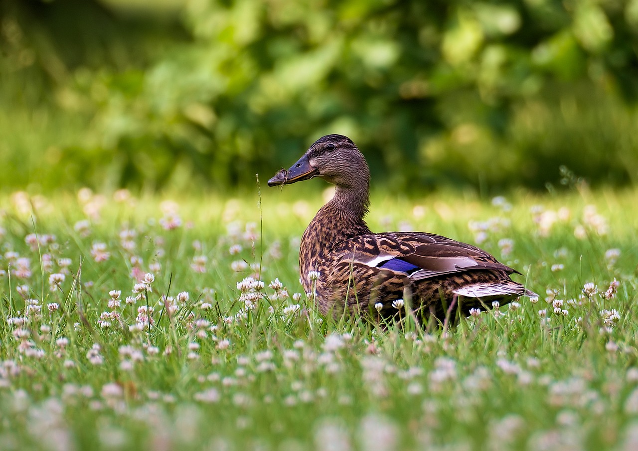 mallard-9661177_1280.jpg