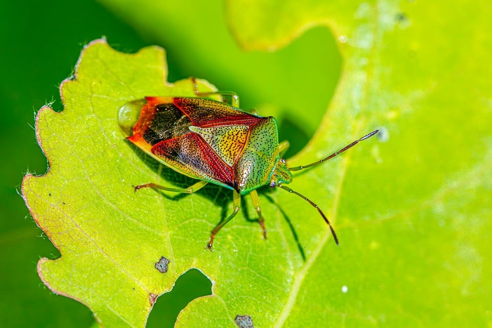 Nature Bug Closeup - Free photo on Pixabay