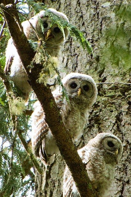 Free Barred Owl Owl photo and picture