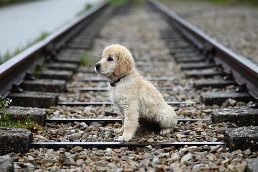 Free Golden Retriever Puppy Amber Dog Puppy photo and picture