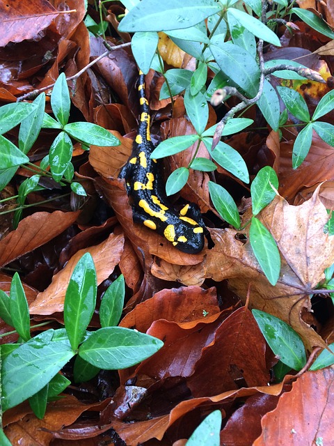 Free Fire Salamander Salamander photo and picture