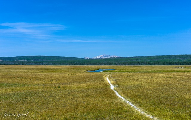 Természet, Sárga, Kövek, Erdő