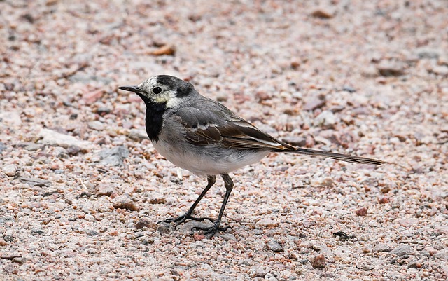Pájaro, Guión De Codornices, Pequeño