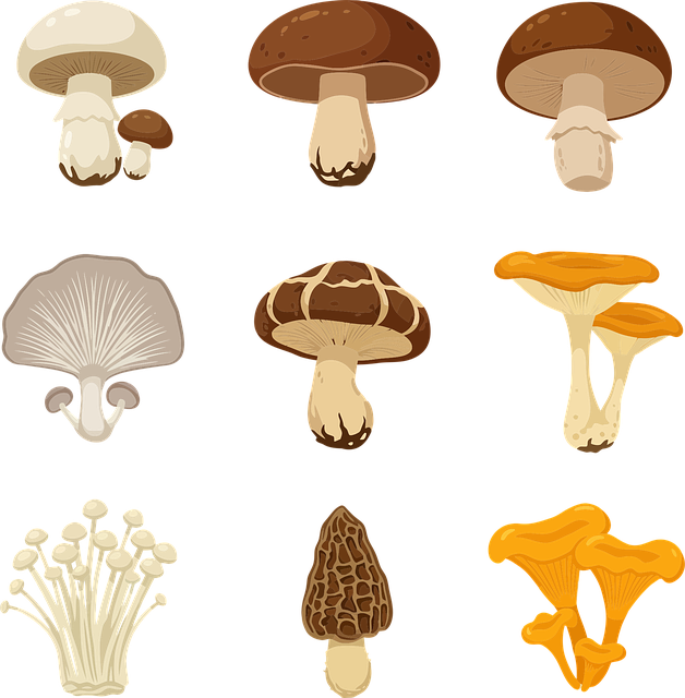 Champiñón, Shiitake, Hongos, Comestible