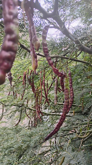 Natuur, Fruit, Voedsel, Biologisch