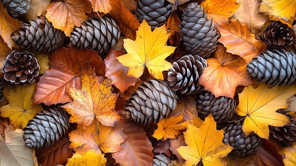 Herbst, Blätter, Natur, Wald, Laub