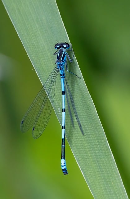 Free Common Blue Damselfly Damselfly photo and picture