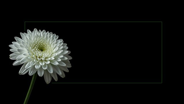 Free condolence card death chrysanthemum illustration