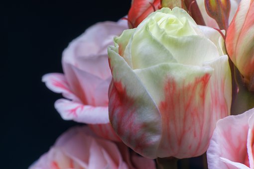 Free Candy-Striped Rose Bloom photo and picture